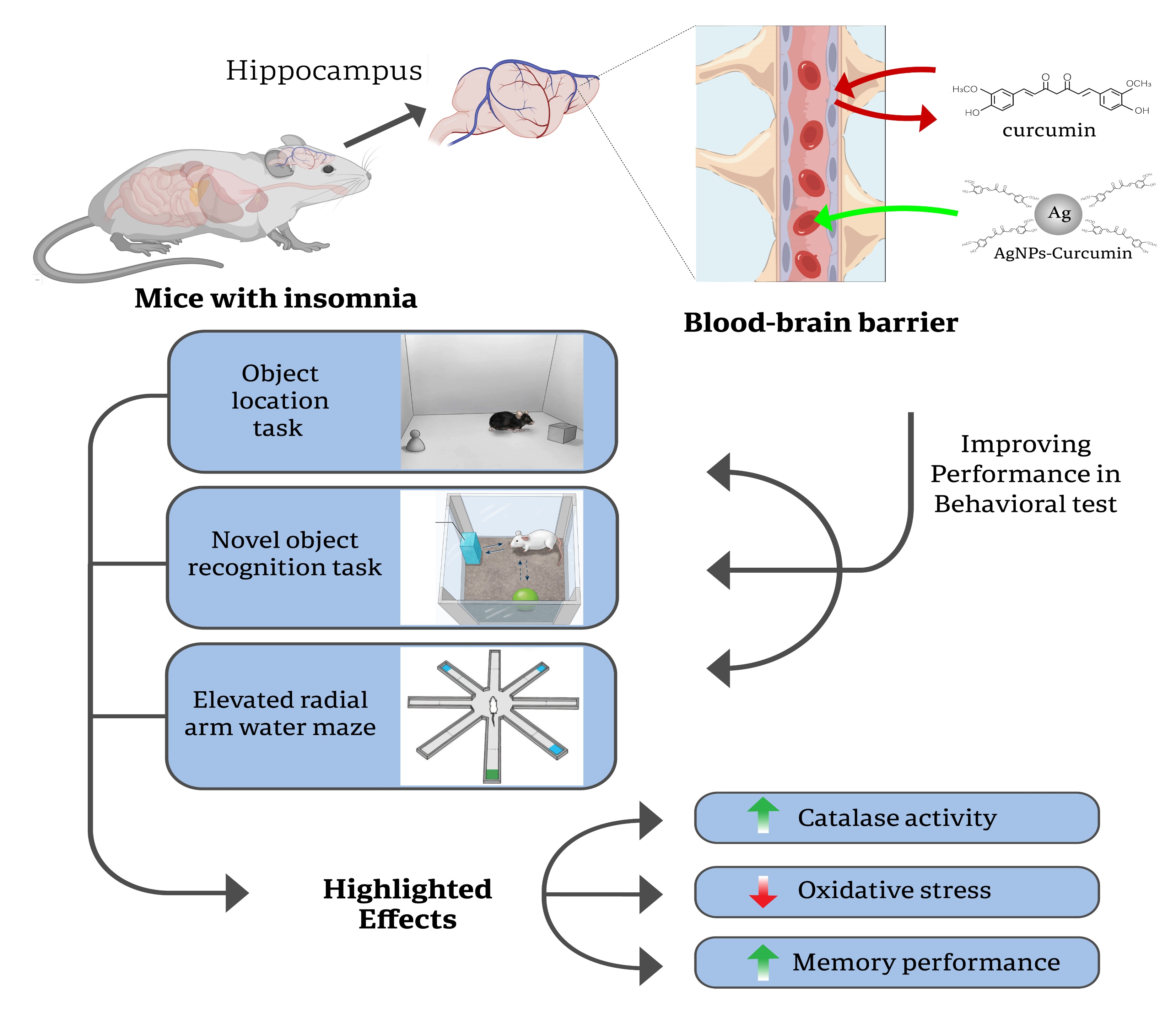 Silver Nanoparticle-Based Delivery System Enhances the Neuroprotective Potential of Curcumin in a Mouse Model of Sleep Deprivation-Induced Memory Impa 
